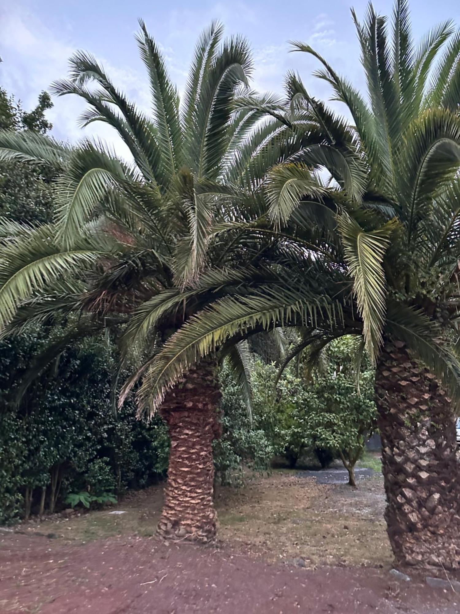 Azores Casa Da Mata Wellness Spa Διαμέρισμα São Vicente Ferreira Εξωτερικό φωτογραφία